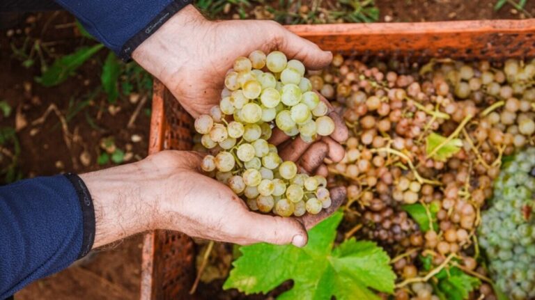 I VIGNETI DI CAMPO SORIANO – In provincia di Latina.