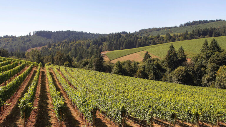 LE CANTINE PIÙ INTERESSANTI DEI CASTELLI ROMANI- Una nuova generazione di vignaioli.