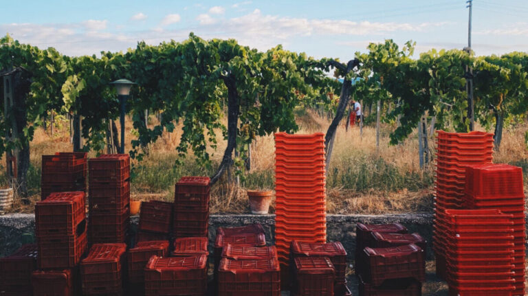 ICARO – La cantina “imprudente” che ha conquistato i Castelli Romani (e l’estero).
